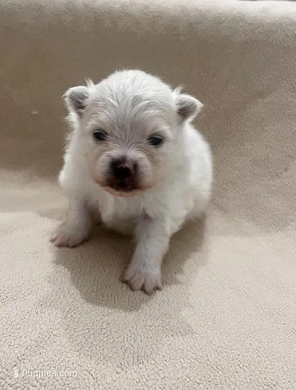Milo – Pomeranian puppy for sale in Largo, FL