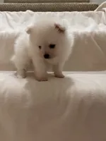 Charlie, a male Pomeranian for sale in Largo, FL – 7 of 8