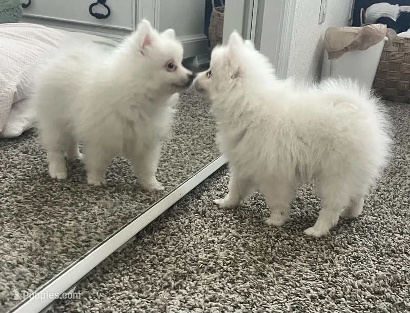 Bobby – Pomeranian puppy for sale in Largo, FL