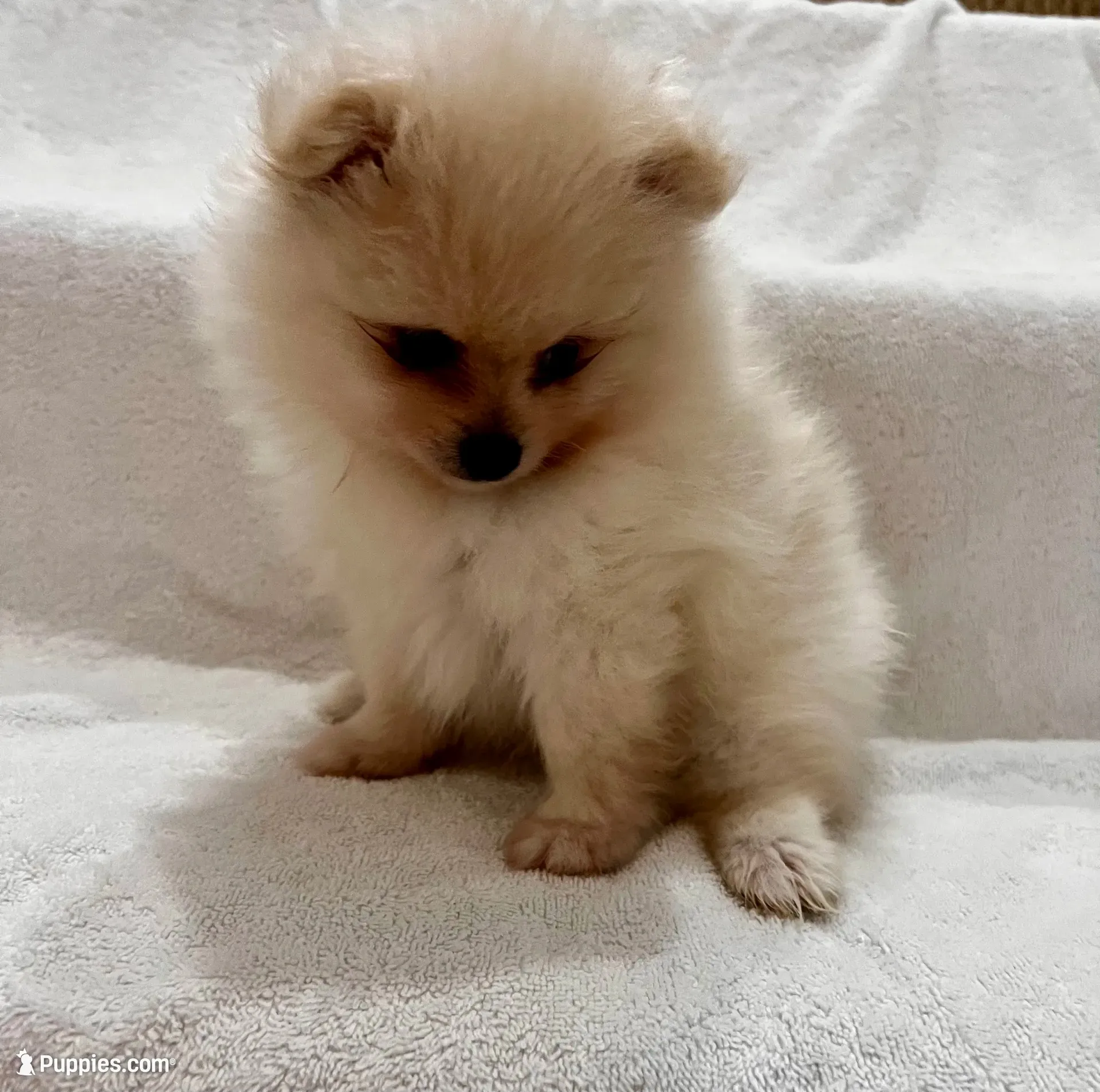 Charlie, a male Pomeranian for sale in Largo, FL – 1 of 8