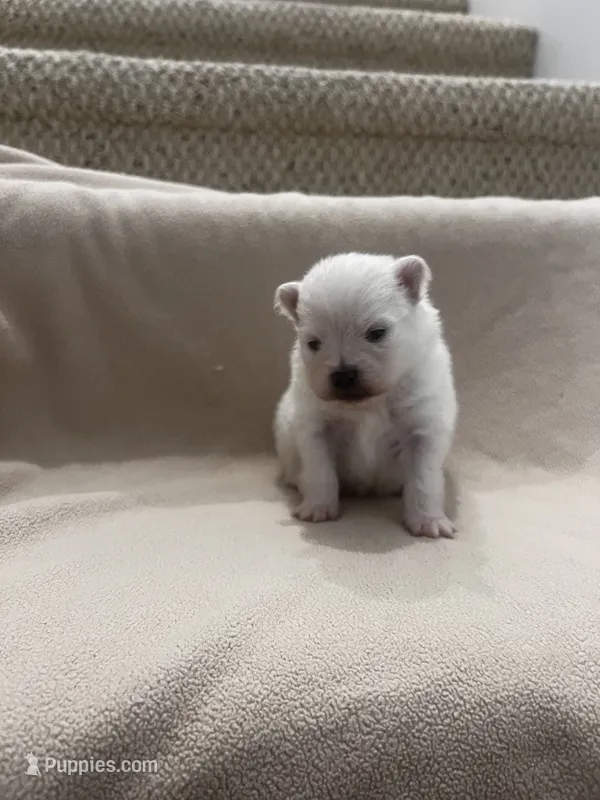 Ken – Pomeranian puppy for sale in Largo, FL