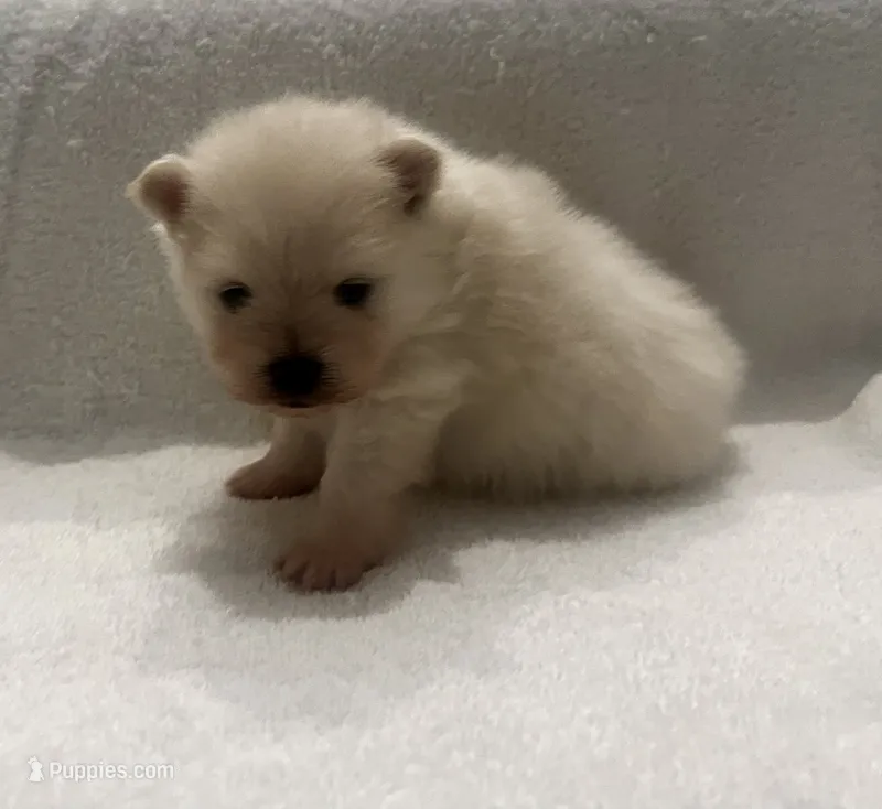Charlie – Pomeranian puppy for sale in Largo, FL