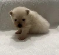Charlie, a male Pomeranian for sale in Largo, FL – 8 of 8