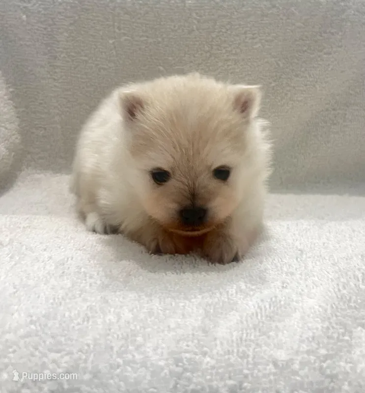 Peanut – Pomeranian puppy for sale in Largo, FL