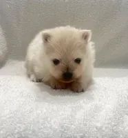 Peanut, a male Pomeranian for sale in Largo, FL – 5 of 7