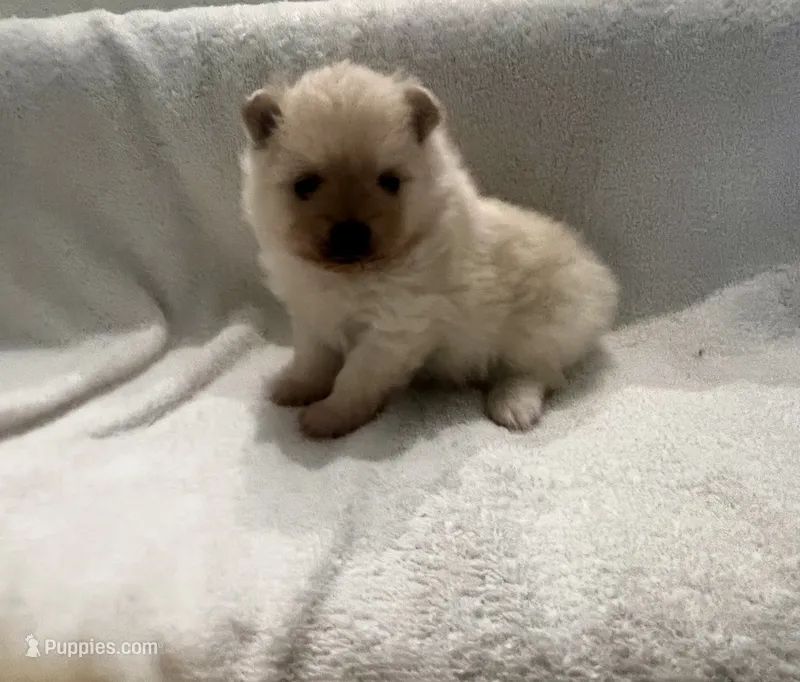 Milo – Pomeranian puppy for sale in Largo, FL