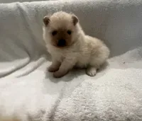Milo, a male Pomeranian for sale in Largo, FL – 8 of 10