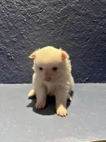 Lili, a female Pomeranian for sale in Largo, FL – Photo 3 of 3