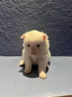 Lili, a female Pomeranian for sale in Largo, FL – Photo 2 of 3