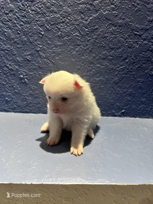 Lili – Pomeranian puppy on hold in Largo, FL