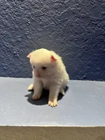 Lili, a female Pomeranian for sale in Largo, FL – Photo 1 of 3