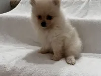 Charlie, a male Pomeranian for sale in Largo, FL – 3 of 8