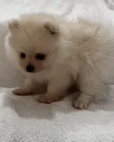 Ken, a male Pomeranian for sale in Largo, FL – 3 of 10
