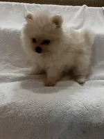 Milo, a male Pomeranian for sale in Largo, FL – 4 of 10