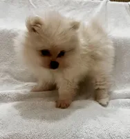 Milo, a male Pomeranian for sale in Largo, FL – 3 of 10