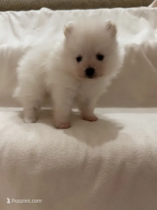 Charlie – Pomeranian puppy for sale in Largo, FL