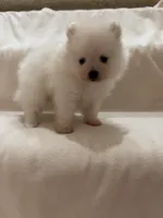 Charlie, a male Pomeranian for sale in Largo, FL – 5 of 8