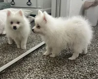 Bobby, a male Pomeranian for sale in Largo, FL – 5 of 7