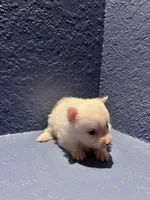 Remi, a male Pomeranian for sale in Largo, FL – Photo 2 of 3