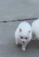 Remi, a male Pomeranian for sale in Largo, FL – Photo 3 of 6
