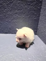 Remi, a male Pomeranian for sale in Largo, FL – Photo 1 of 3