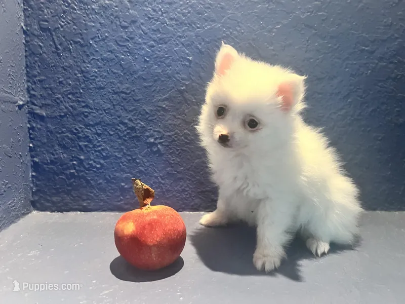 Remi – Pomeranian puppy on hold in Largo, FL