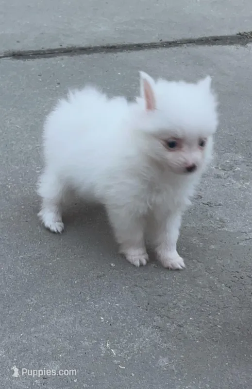 Remi – Pomeranian puppy for sale in Largo, FL