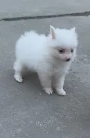 Remi, a male Pomeranian for sale in Largo, FL – Photo 1 of 6