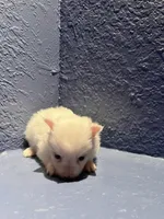 Remi, a male Pomeranian for sale in Largo, FL – Photo 3 of 3