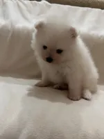 Milo, a male Pomeranian for sale in Largo, FL – 5 of 10