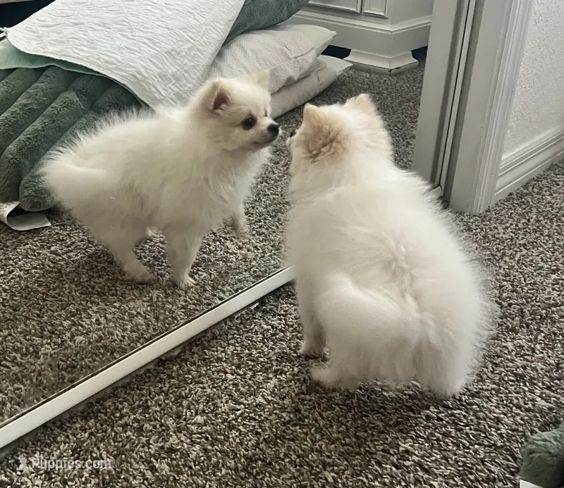 Bernie – Pomeranian puppy for sale in Largo, FL