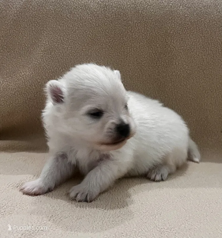 Peanut – Pomeranian puppy for sale in Largo, FL