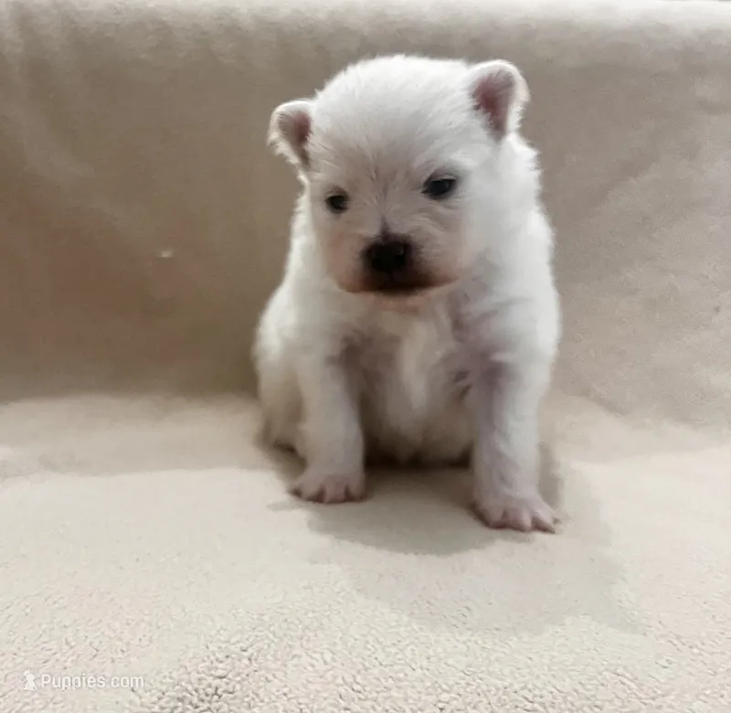 Ken – Pomeranian puppy for sale in Largo, FL