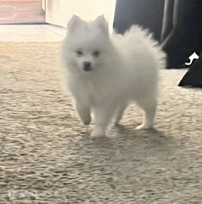 Bobby – Pomeranian puppy for sale in Largo, FL