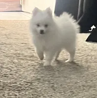 Bobby, a male Pomeranian for sale in Largo, FL – 4 of 7