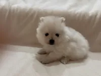 Milo, a male Pomeranian for sale in Largo, FL – 6 of 10
