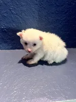 Sofi, a female Pomeranian for sale in Largo, FL – Photo 2 of 2