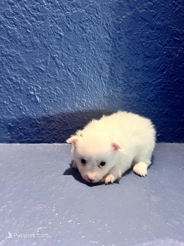 Sofi – Pomeranian puppy for sale in Largo, FL