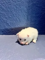 Sofi, a female Pomeranian for sale in Largo, FL – Photo 1 of 2