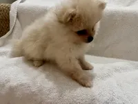 Charlie, a male Pomeranian for sale in Largo, FL – 4 of 8