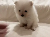 Milo, a male Pomeranian for sale in Largo, FL – 7 of 10