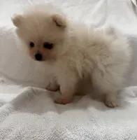 Ken, a male Pomeranian for sale in Largo, FL – 2 of 10