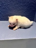 Rose, a female Pomeranian for sale in Largo, FL – Photo 4 of 4