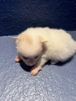 Rose, a female Pomeranian for sale in Largo, FL – Photo 3 of 4