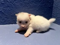 Rose, a female Pomeranian for sale in Largo, FL – Photo 2 of 4