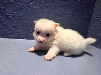 Rose, a female Pomeranian for sale in Largo, FL – Photo 1 of 4