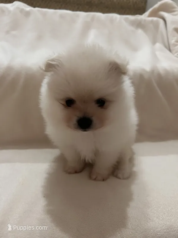 Ken – Pomeranian puppy for sale in Largo, FL