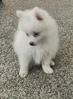 Bobby, a male Pomeranian for sale in Largo, FL – 3 of 7