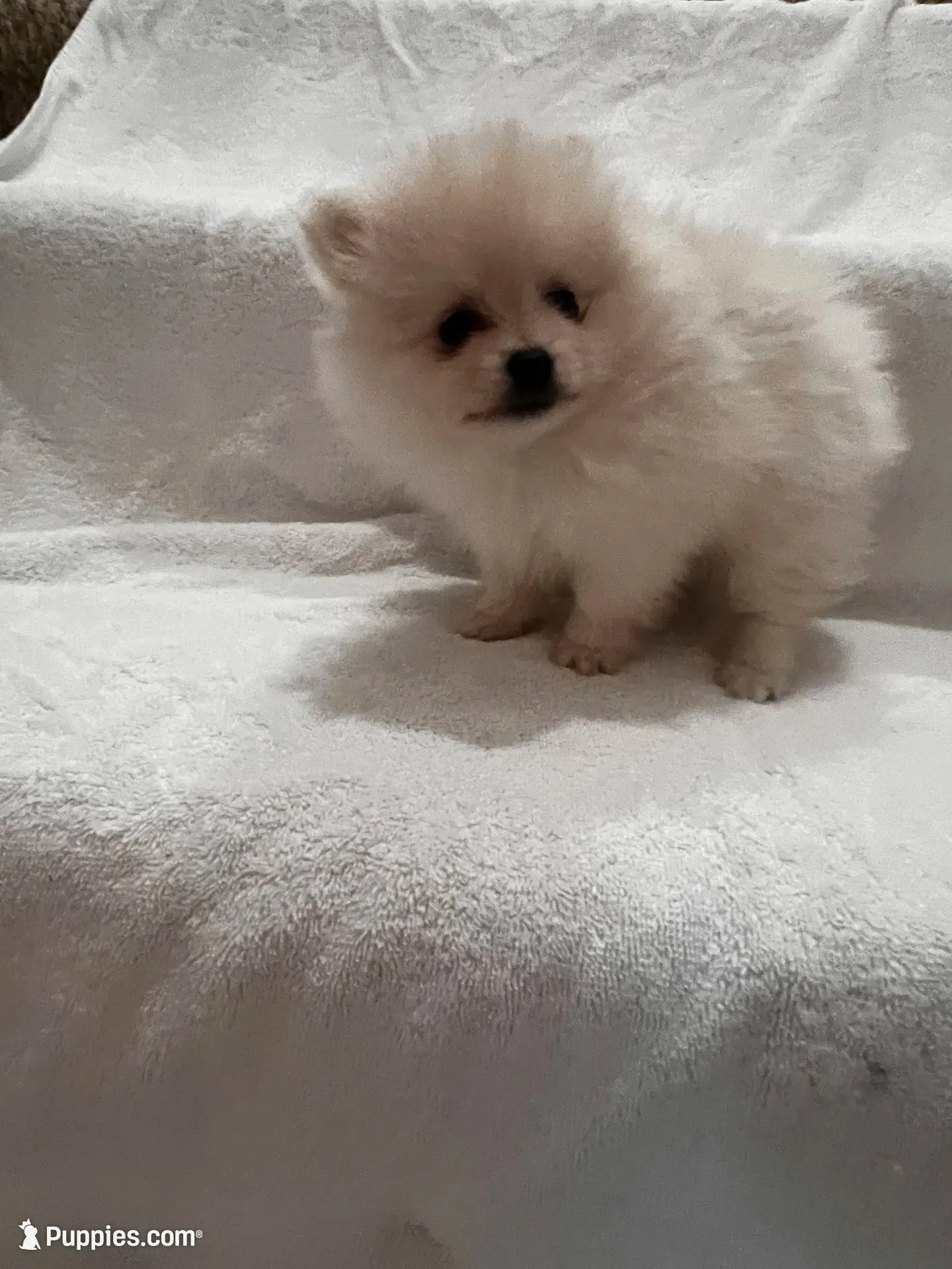 Peanut, a male Pomeranian for sale in Largo, FL – 3 of 7