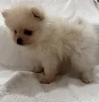 Ken, a male Pomeranian for sale in Largo, FL – 4 of 10